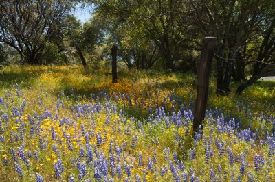 Spring Fenceline