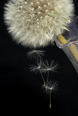 Dandelion Balancing Act