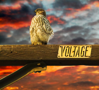 High Voltage Hawk
