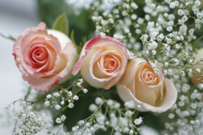 TomMillersFlowers2.jpg