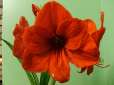 mikecollinsflower.jpg