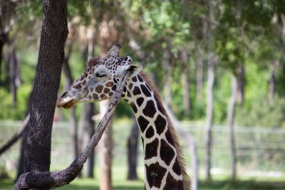 Giraffe Q-Tip