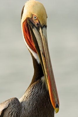 Pelicans