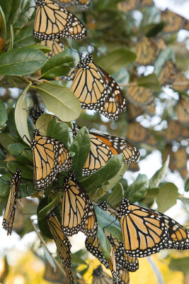 Monarchs Resting in Trees