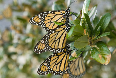 Monarchs Resting on Branch