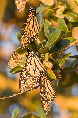 Monarchs at Sunrise