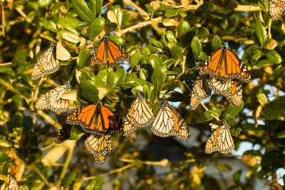 Monarchs Stirring in Morning Sun