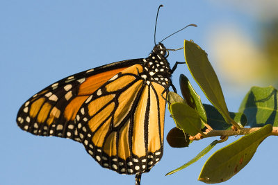 Monarch Awakening