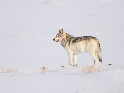 Gray Wolf Male