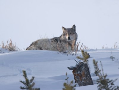 Gray Wolf Relaxing