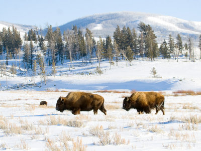 American Bison Scenic