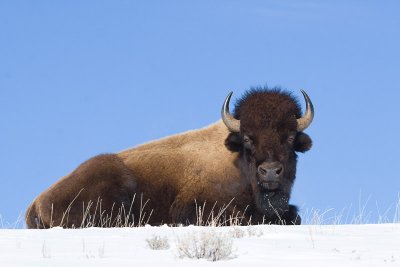 American Bison Resting