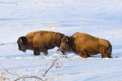 American Bison in Deep Snow
