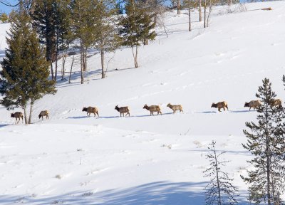 Female Elk Herd Crossing Open Field