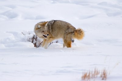 Coyote Hears Mouse Under Snow