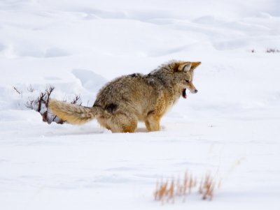 Coyote Attacks Mouse Under Snow