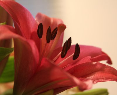 Profile of a lilly