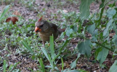 Cardinal