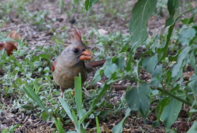 Young Cardinal