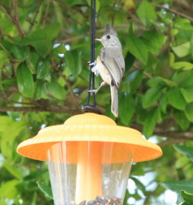 Tufted Titmouse