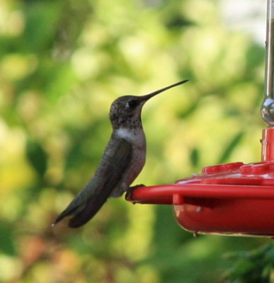 Hummingbird