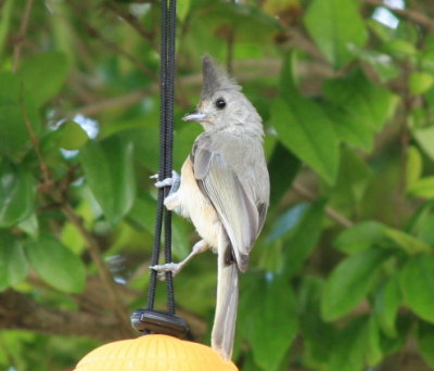 Tufted Titmouse