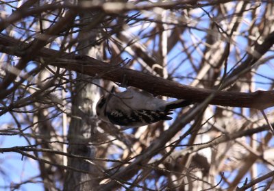 Woodpecker