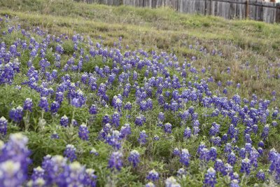 Texas Bluebonnets