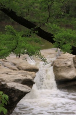 Cypress limb with upper falls