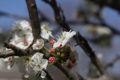 Pear Tree