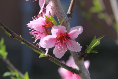 Peach Tree