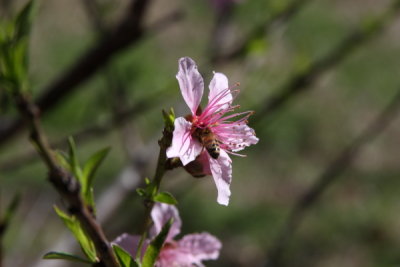 Busy Bee in Peach Bloom