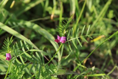 Purple flower