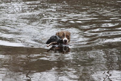 Dogs in our pond