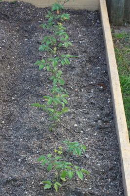 Row of Tomato Plants