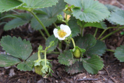 Strawberry