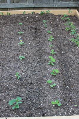 Cucumbers & Squash