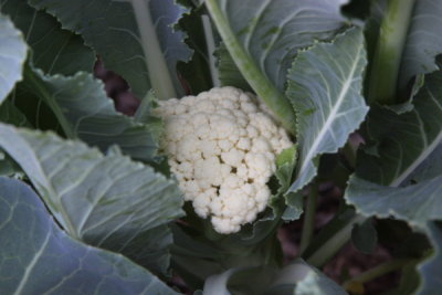 Cauliflower