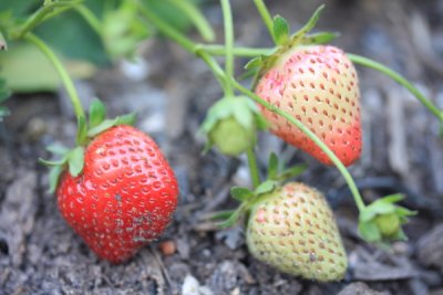 More strawberries