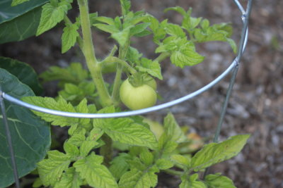 Tomato