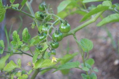 Cherry Tomatoes