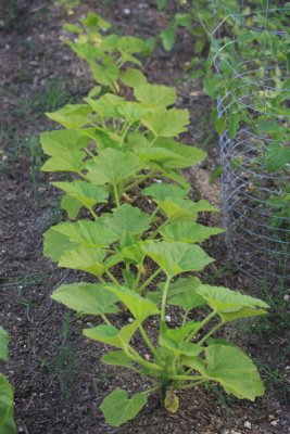 Squash
