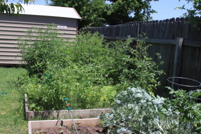 Lots of tomato plants