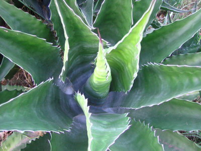 Agave