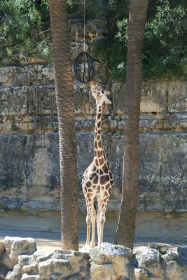 Giraffe