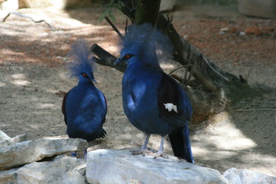 Birds of Blue