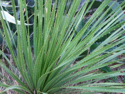 Plant in Park