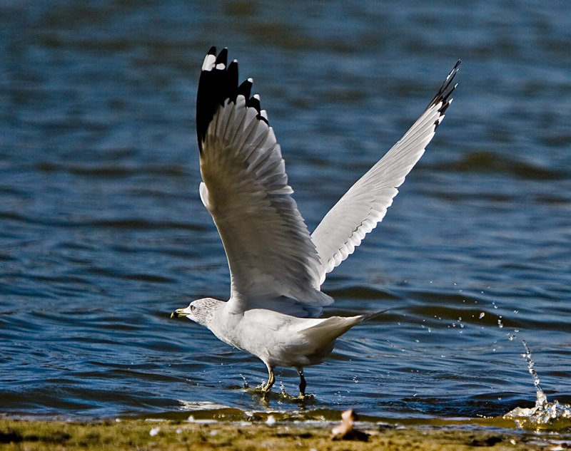 Ring Billed Gull Taking Flight