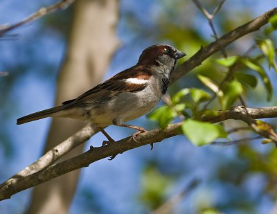 House Sparrow