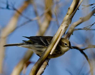 Yellow-rumped Warbler